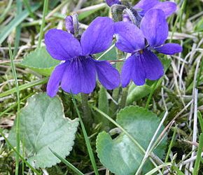 Cueillette des violettes