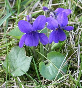 Cueillette des violettes