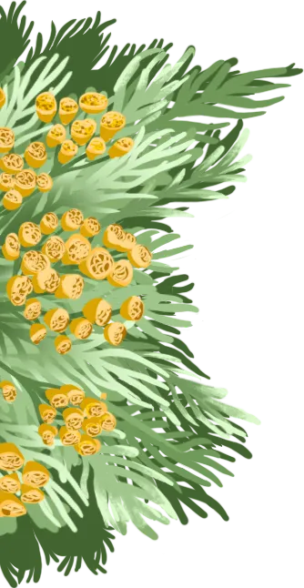 Fleur d'Hélichryse