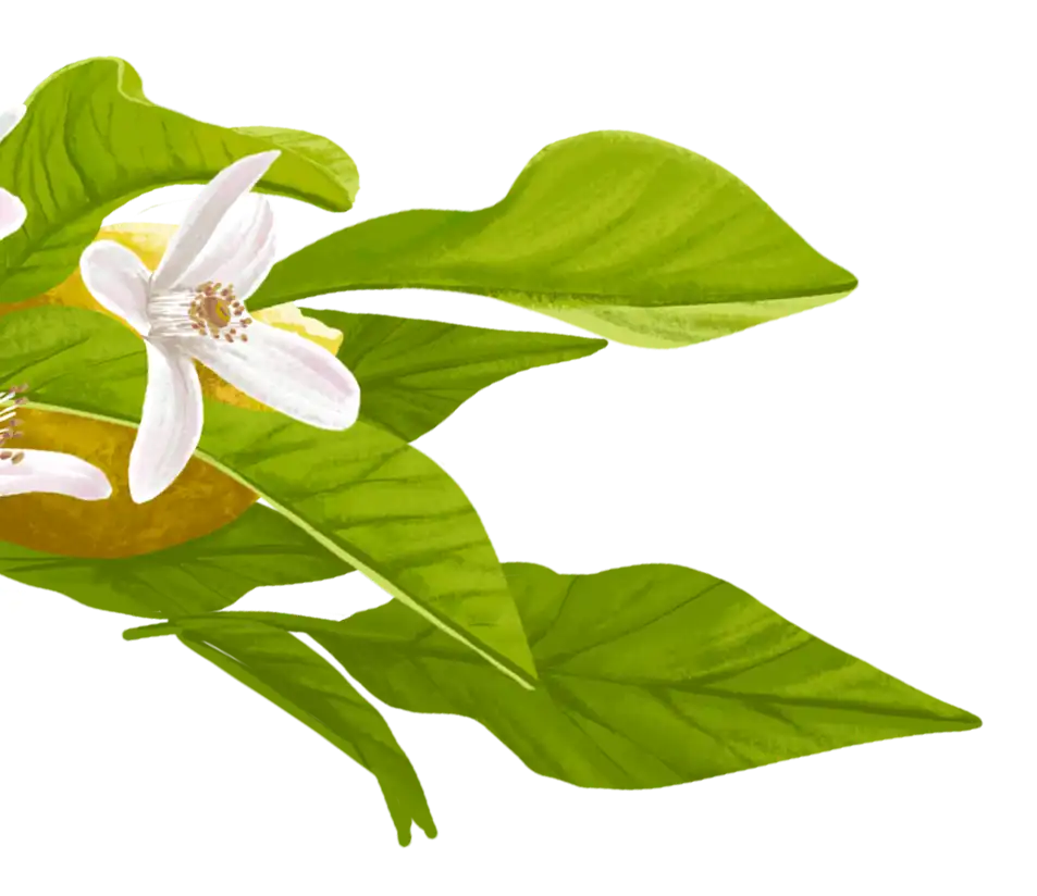 fleur citronnier