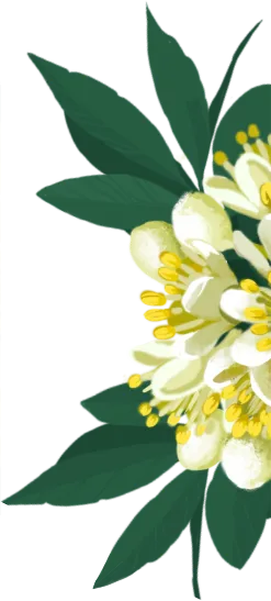 fleur de laurier