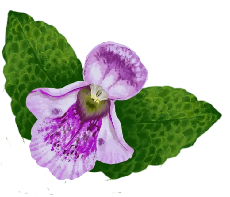 fleur mélisse