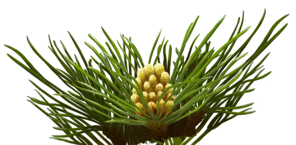 pin