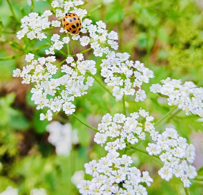 L'Âme fleur, guérir avec les fleurs