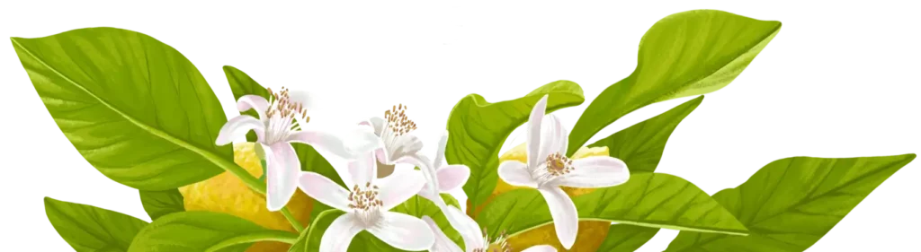 fleur de citronnier