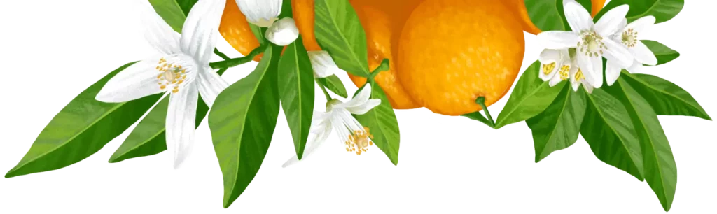 fleur d'oranger