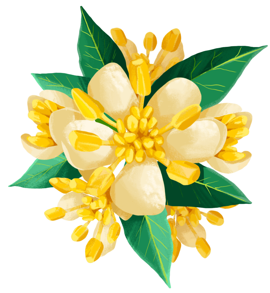 fleur eucaliptus