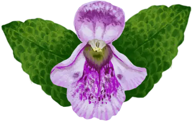 fleur mélisse