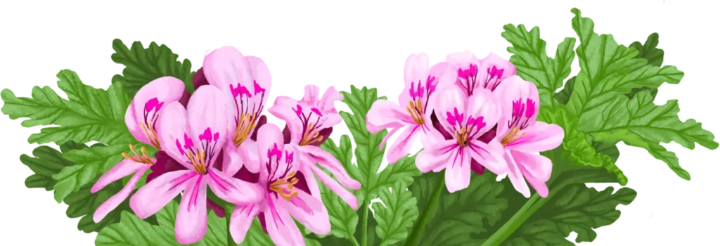fleur géranium
