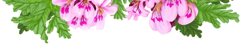 geranium rose