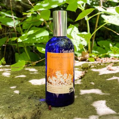 Eau de Carotte sauvage