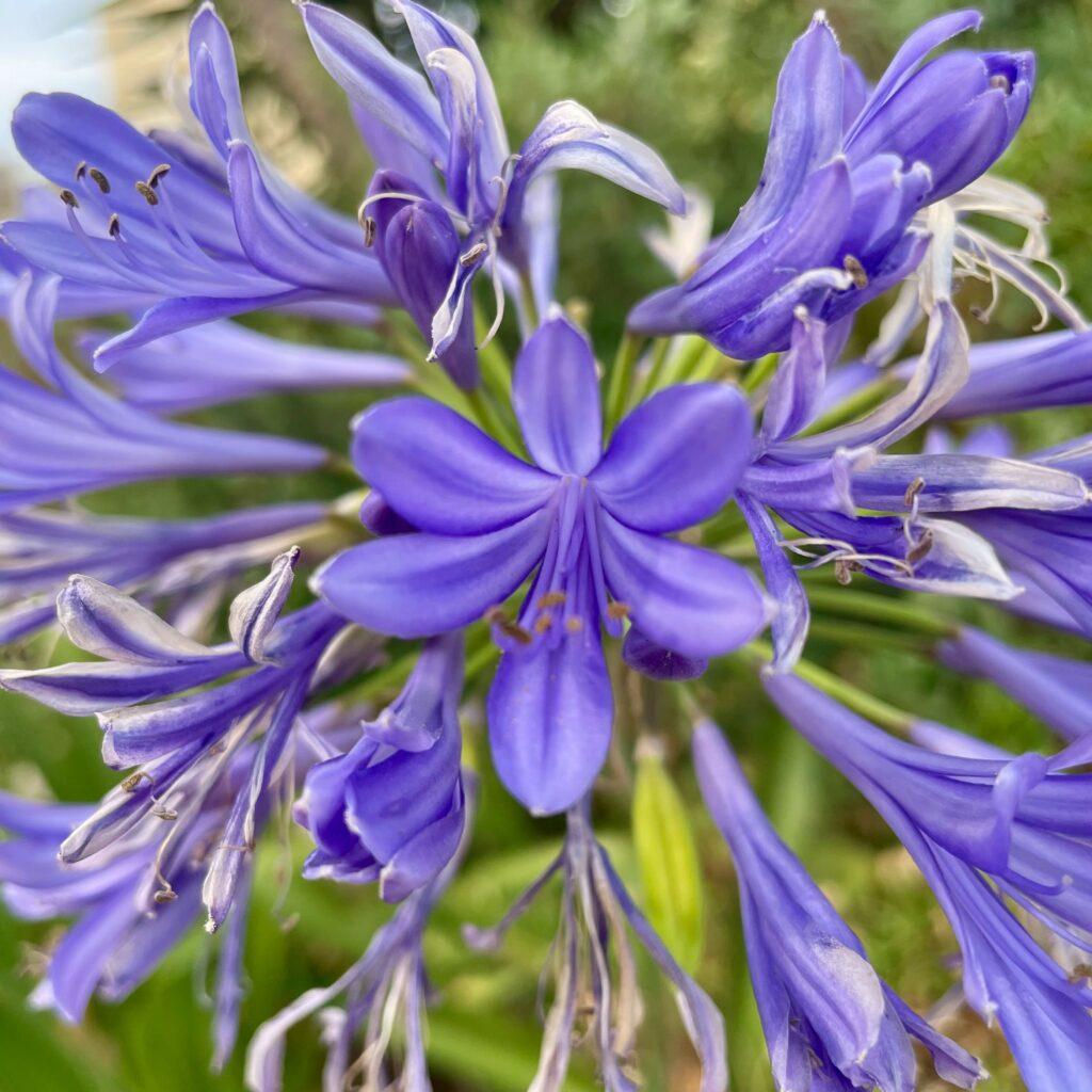 Fleurs