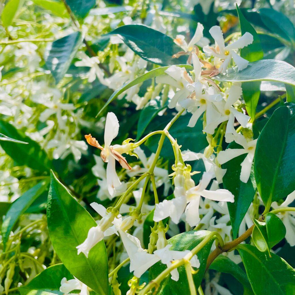 Fleurs