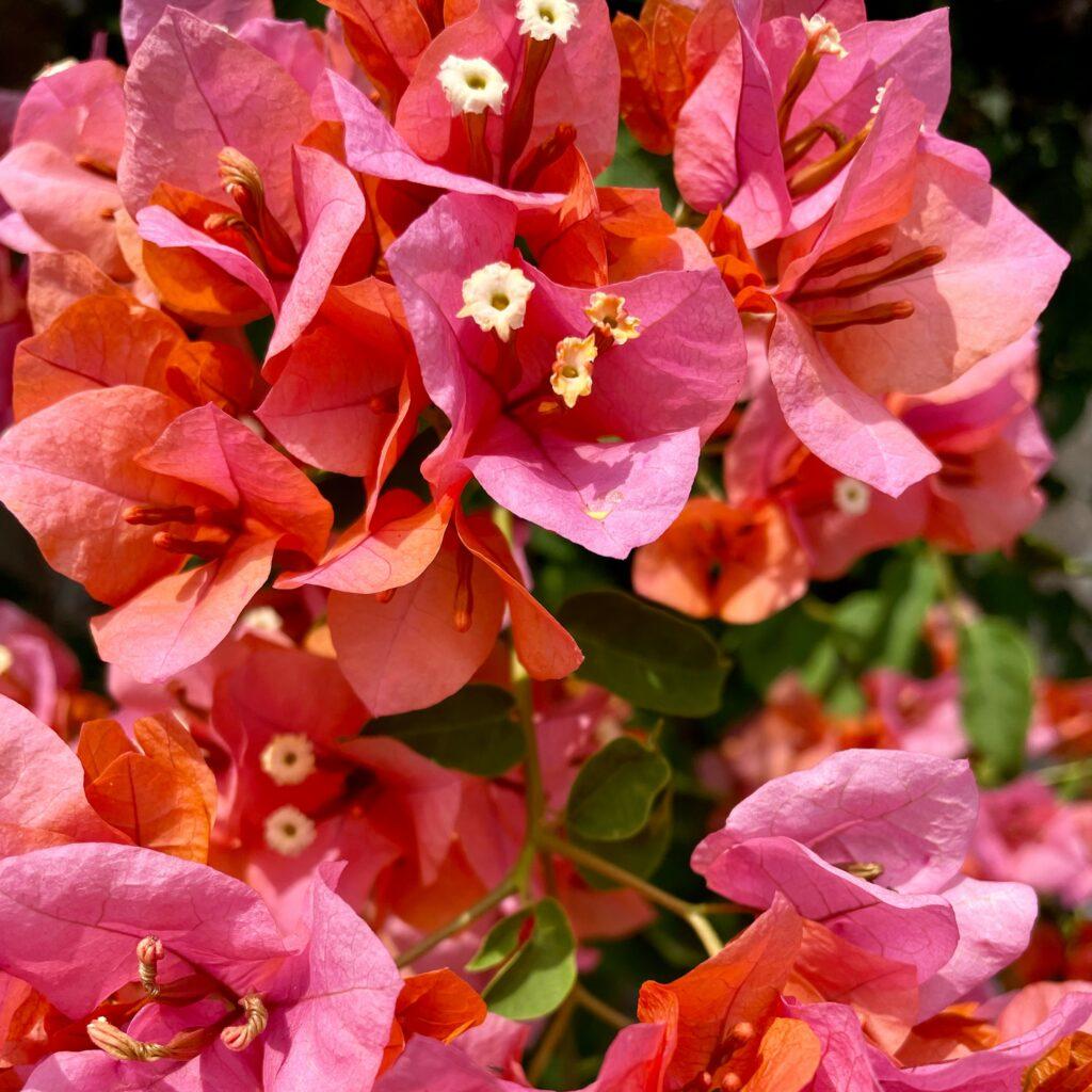 Fleurs
