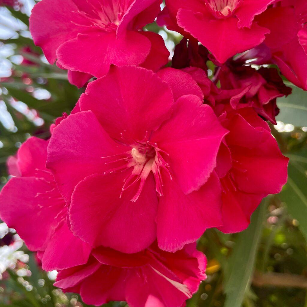 Fleurs