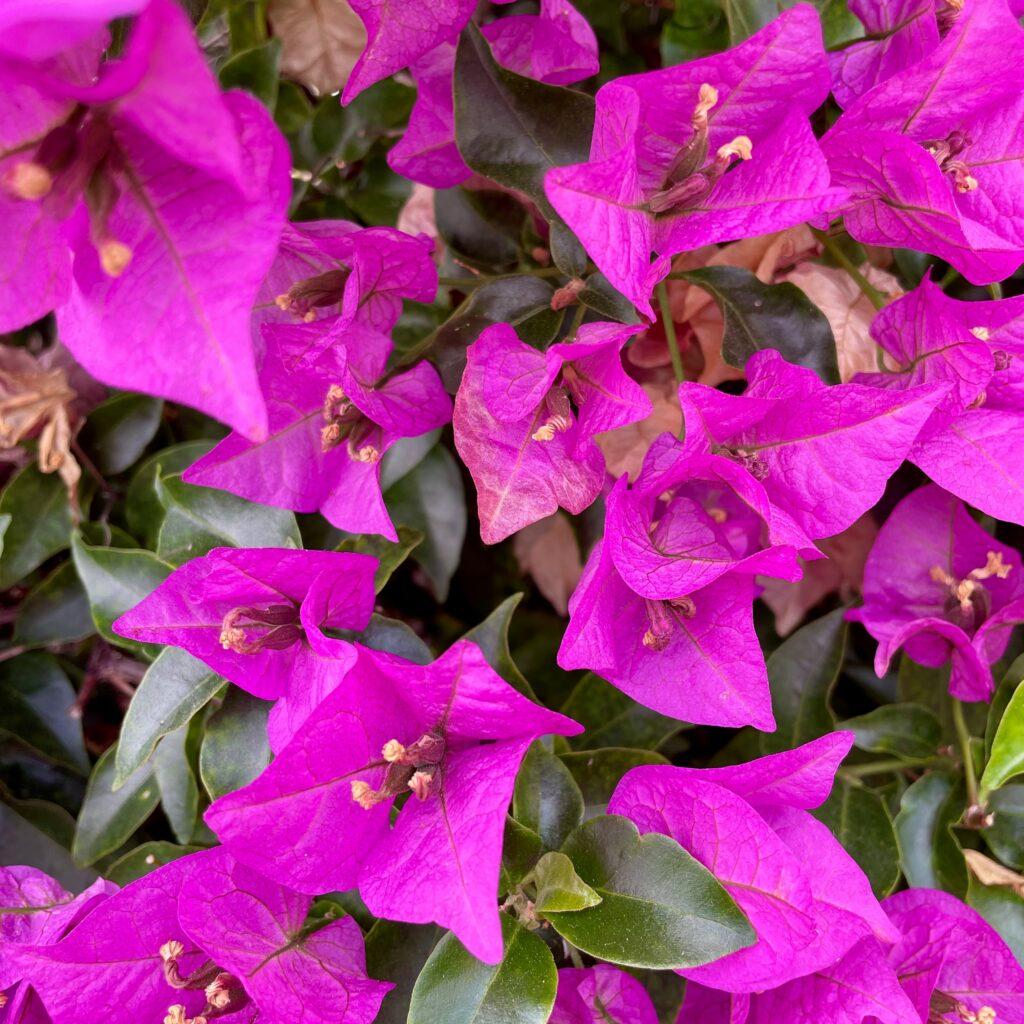 Fleurs