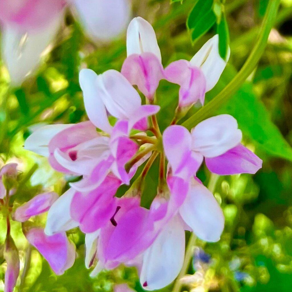 Fleurs