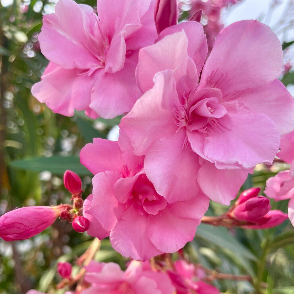 Sentir la beauté des fleurs