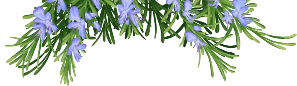 Fleurs de romarin